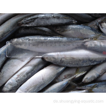 Chinesischer Fisch Trachurus japonicus frisches gefrorenes Pferd Makrele